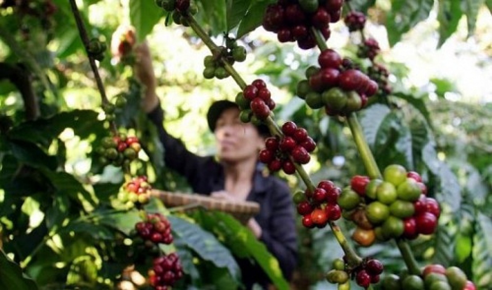 coffee exports earn vietnam 13 million usd in first 4 months