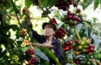 vietnams coffee exports jump to record high of 18 million tonnes