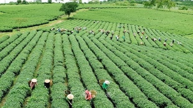 Green agriculture: Vietnam’s efforts to reduce carbon footprint. (Photo: VNA)