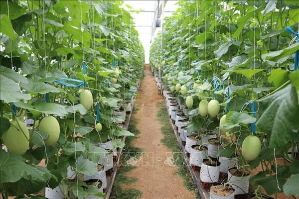 The agricultural sector aims for 2.5-3% in annual growth. (Photo: VNA)