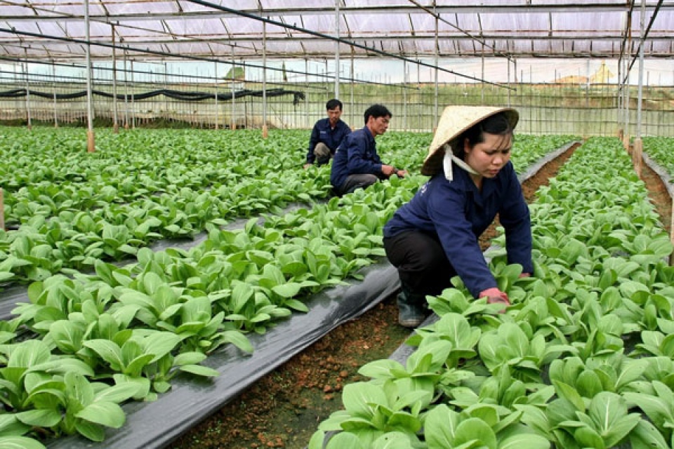 Lam Dong province thrust on organic farming