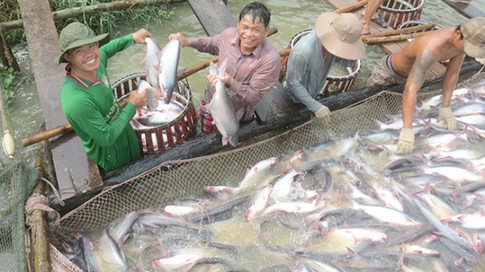 tra fish prices at highest level in last 20 years