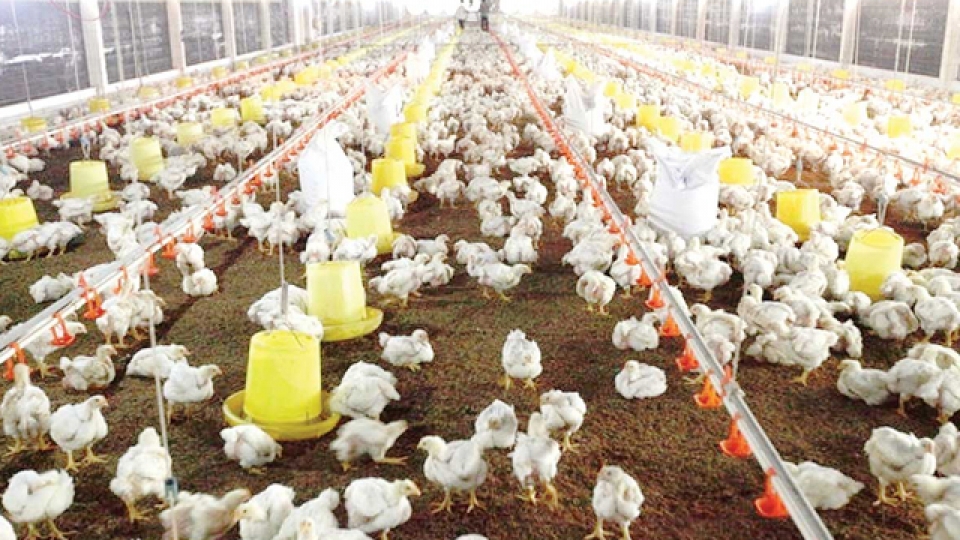 european poultry quality campaign in vietnam reviewed