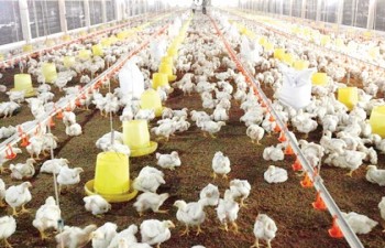 European poultry quality campaign in Vietnam reviewed