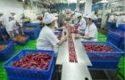 risk of money laundering in vietnam at average high level