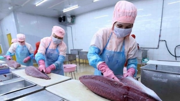 Catalyst for growth of Viet Nam’s tuna exports