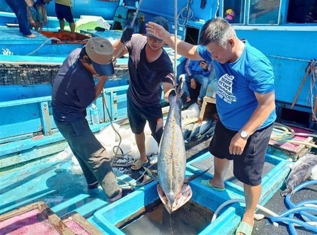 Viet Nam’s tuna export to US enjoys stable growth Viet Nam’s tuna export to US enjoys stable growth