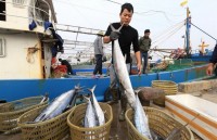 no more illegal fishing since beginning of 2018