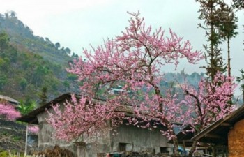 Peach blossom festival in Dong Van stone plateau