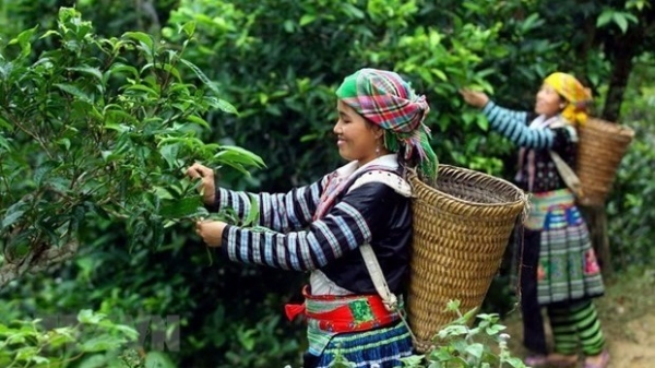 Phin Ho ‘shan tuyet’ tea –specialty of Ha Giang