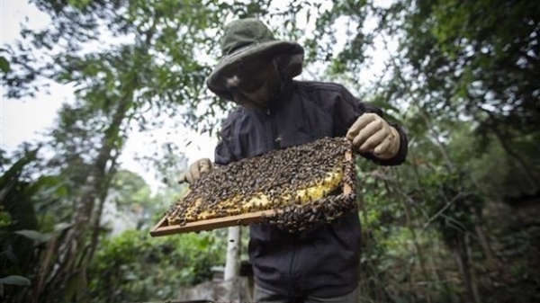 US’s anti-dumping tariff against bee honey to negatively impact on Viet Nam's beekeeping industry