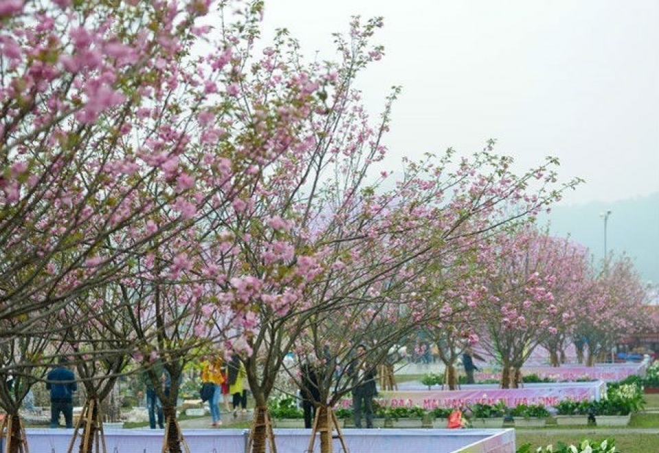 sakura blossoms on display at vn japan cultural festival this weekend
