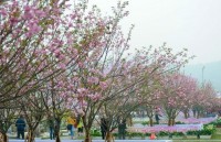 japanese cherry blossom exhibition to be held in hai phong