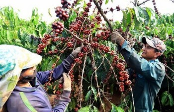 Vietnam targets higher coffee quality, value