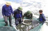 tra fish exports to exceed 2 billion usd
