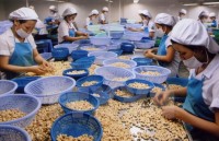 vietnams cashew export to china strongly rises
