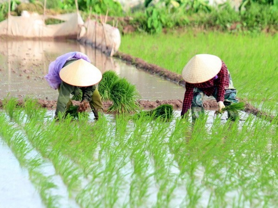 central provinces target 25 million tonnes of rice in upcoming crops