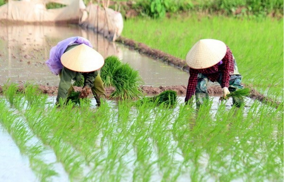 Central provinces target 2.5 million tonnes of rice in upcoming crops