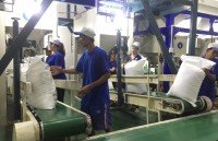 vietnam to earn over us 315 billion from rice exports