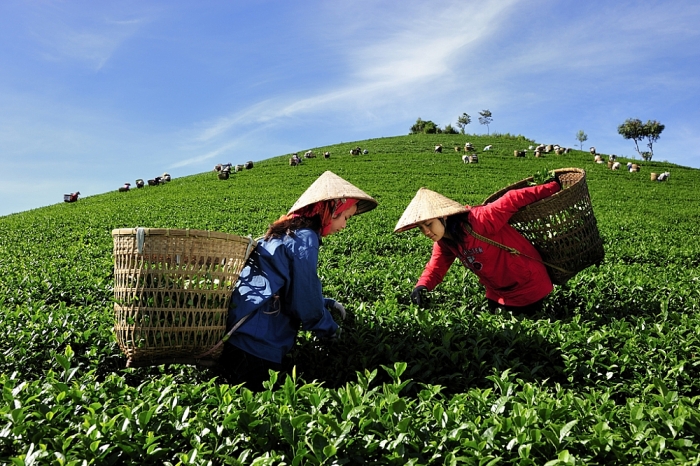 vietnams tea exports edge up 154 percent in q1