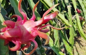 Five tones of red dragon fruit on shelves in Australia despite COVID-19 difficulties