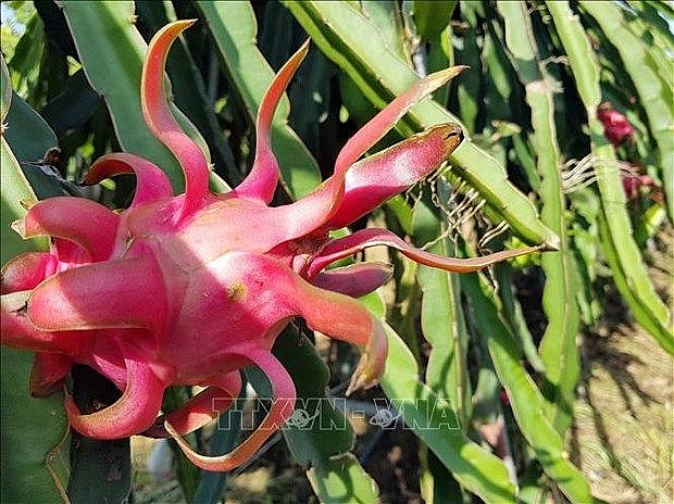 Five tones of red dragon fruit on shelves in Australia despite COVID-19 difficulties five tones of red dragon fruit on shelves in australia despite covid 19 difficulties