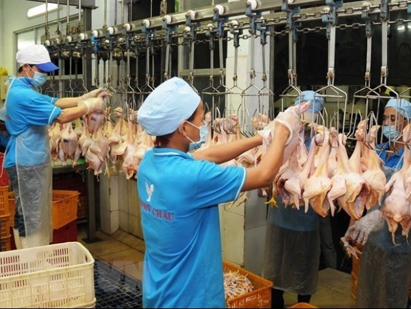 Viet Nam earns nearly 1 billion USD from exporting animals, animal products