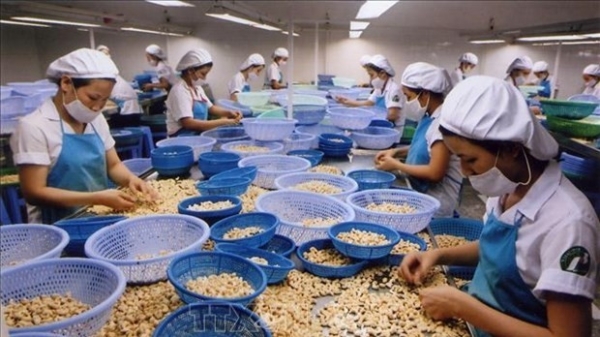 Viet Nam’s cashew nut exports fall slightly