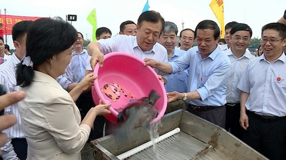 vietnam china jointly release young fish into tonkin gulf