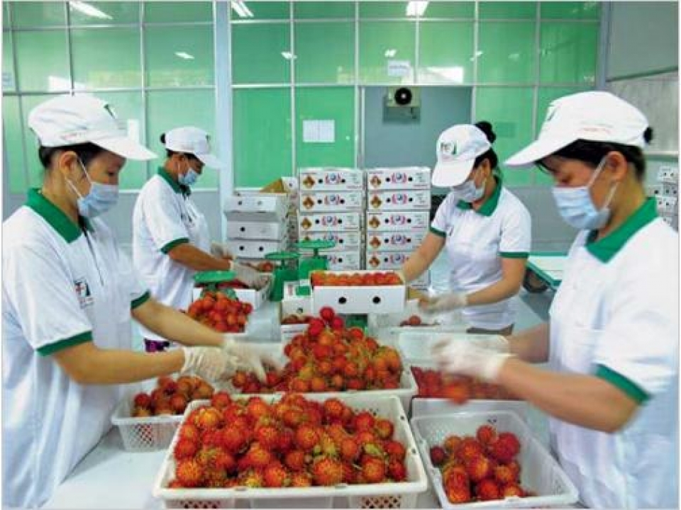 vietnams fruit vegetables export sees impressive growth
