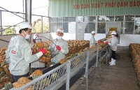 Vietnamese firms seek to adapt to official exports to China