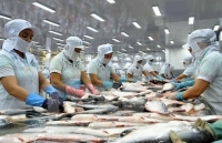 Vietnam’s tra fish exports to ASEAN up 18 percent