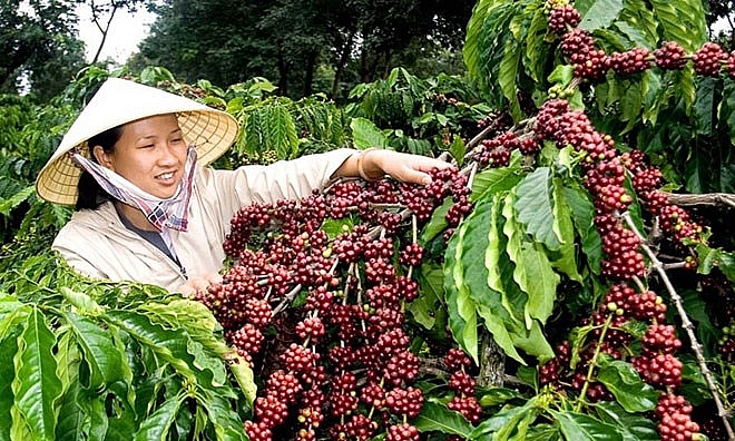 internal external factors challenge vietnams coffee exports
