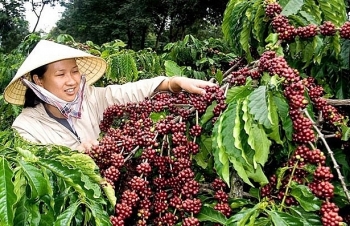 Internal, external factors challenge Vietnam’s coffee exports