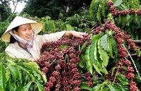 veggie fruit exports rise 39 percent in h1