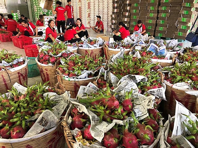 fruit vegetable exports top 16 billion usd