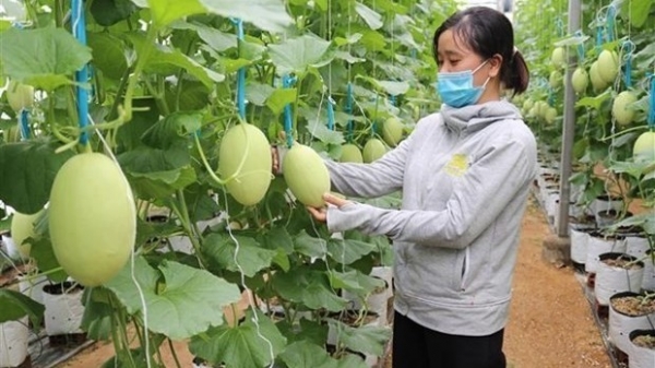 Viet Nam targets high-efficiency agriculture