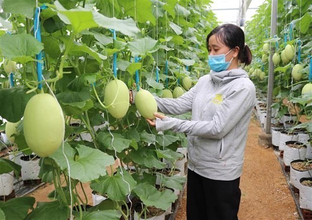 Vietnam targets high-efficiency agriculture