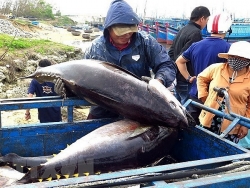 EU to remove tariffs on Vietnamese tuna once EVFTA trade deal takes effect
