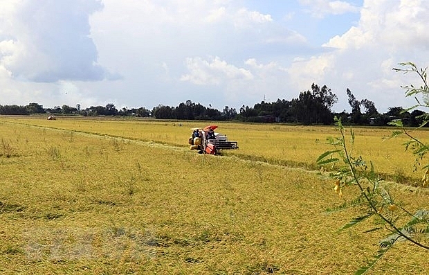 Vietnamese firms win bids for rice exports