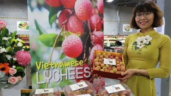 Vietnamese lychee becomes 'hot item' in Australia