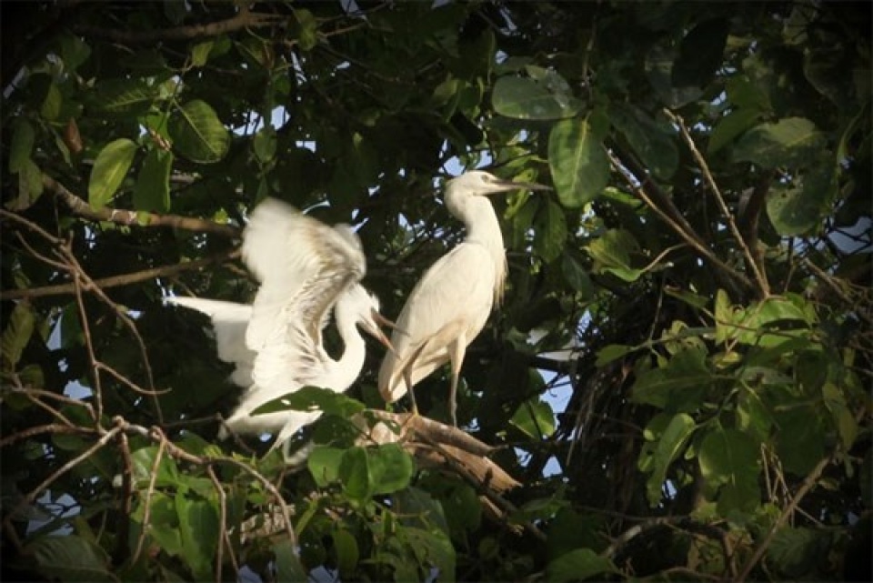 can tho seeks to boost tourism at bang lang stork garden