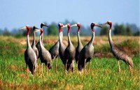 ca mau looks to attract investment in tourism