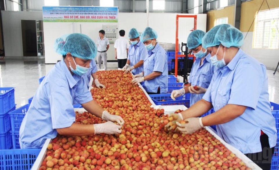 vietnamese lychees welcomed in malaysia