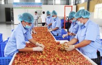 japanese experts to inspect fresh lychee exports in vietnam