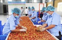 vietnam seeks to promote trade investment ties with brazil