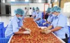 Vietnamese lychees welcomed in Malaysia