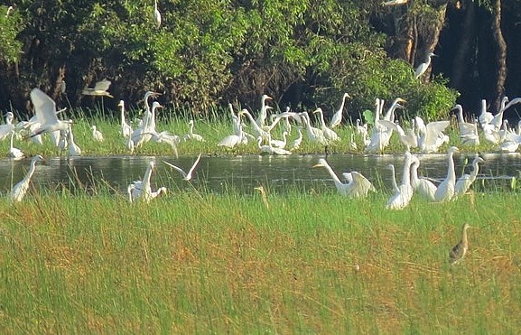 Mekong Delta province hosts annual Culture and Tourism Week