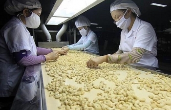 Vietnam’s cashew export to China strongly rises