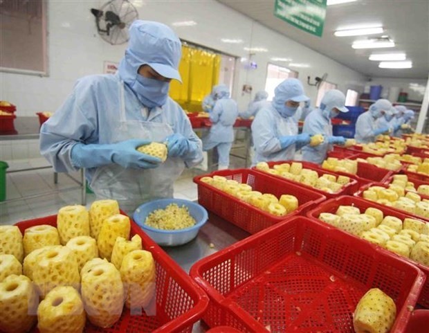 Processing canned pineapple products at a factory of An Giang Agricultural Import-Export JSC (Photo: VNA)